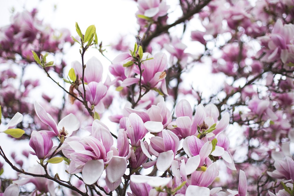 Magnolia x soulangeana is prized for its large, goblet-shaped, tulip-like flowers, which open in shades of pink, purple and white. The Saucer magnolia grows to between 4 and 8 metres in height, with a spread of 3 to 5 metres.