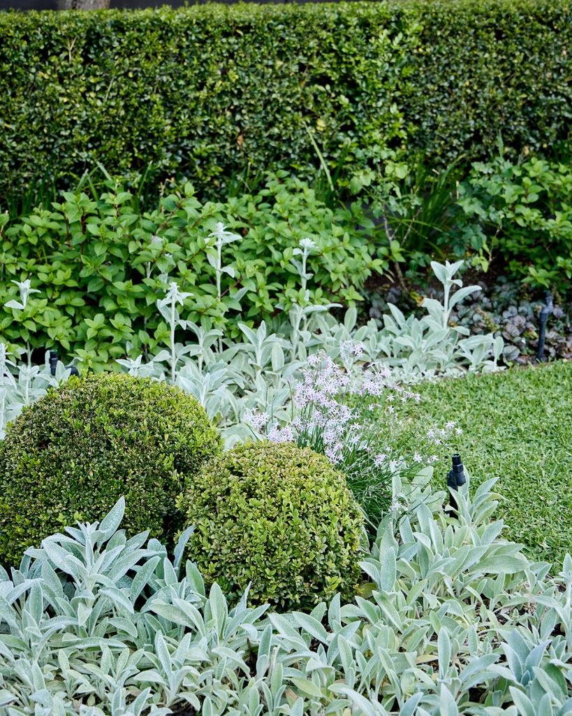 A garden designed by Ian Barker Gardens in Canterbury, Victoria. Buxus spheres, Stachys byzantina (Lambs Ears) bordering the lawn.
