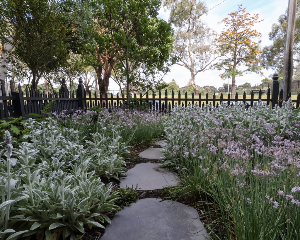 A landscape design in Parkville, Victoria by Ian Barker Gardens. Plants include Society Garlic, Poa labillardieri ‘eskdale’. With a brick exterior of the home, and bluestone steppers with garden lighting to the front entrance of the home.