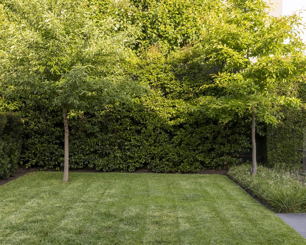 A landscape design from Ian Barker Gardens in Hawthorn. With a lush lawn and feature trees.