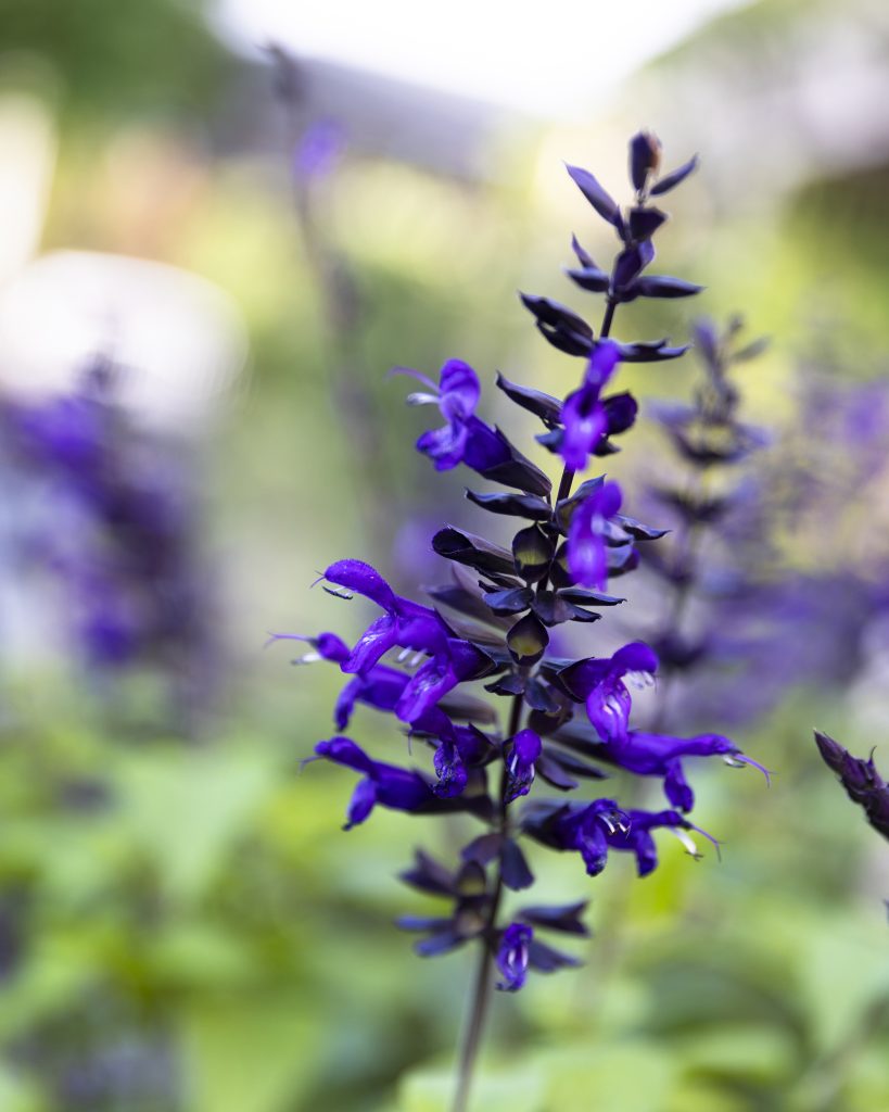 Salvia guaranitica, commonly known as 'Purple and Bloom', is among the hardiest performers in this list, adaptable across most Australian climates and equally at home in a garden bed or large container. Its mounding, deep green foliage carries dark purple blooms from spring through autumn, drawing bees, butterflies and birds throughout the warmer months.