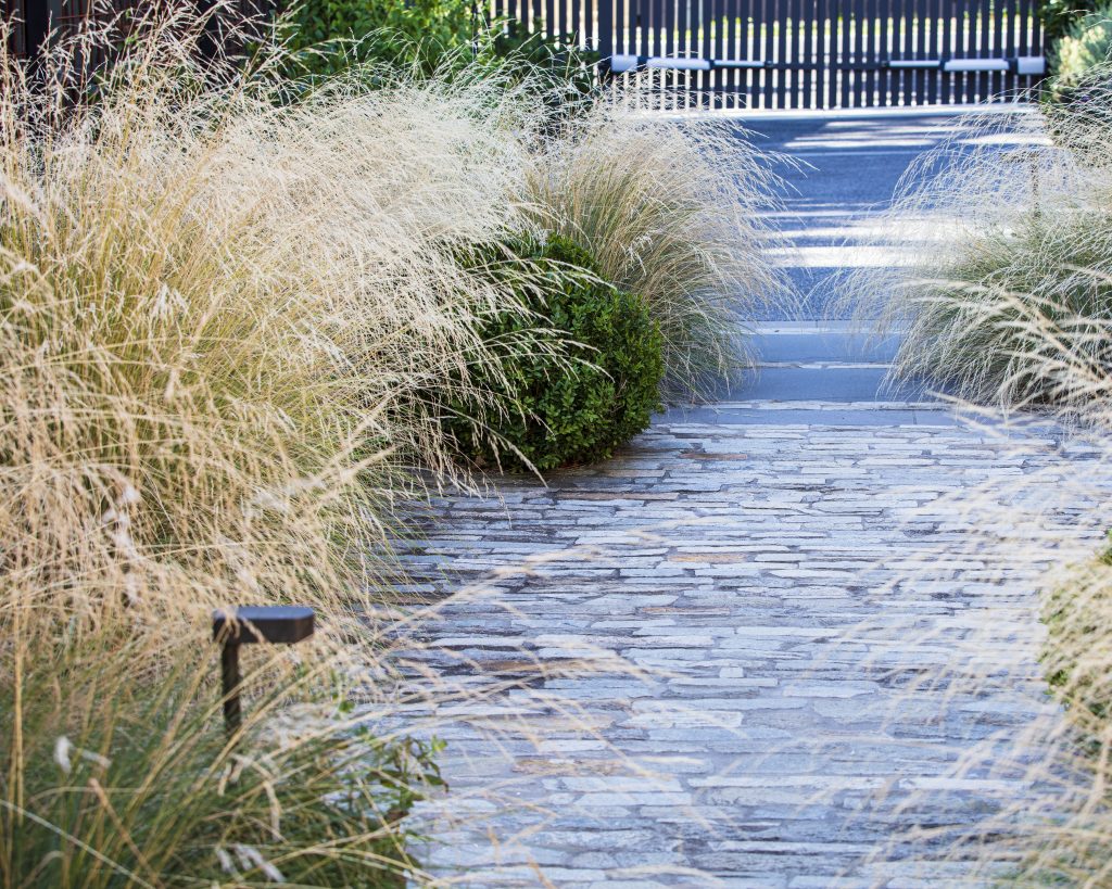 In an Ian Barker Gardens landscape design. Poa labillardieri 'Eskdale', or Tussock Grass, brings finely textured, blue-green foliage that flowers with feathery seed heads through summer. Its upright, arching form softens hard surfaces such as paving, and when mass planted it creates a wild, windswept quality in the garden - a treatment we've used to flank a bluestone and filetti path in our Hawthorn Rose project.