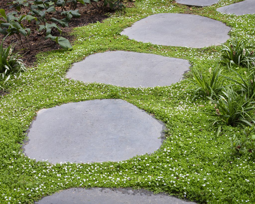 In an Ian Barker Garden landscape design. Pratia pedunculata, commonly known as White Star Creeper, is a fast-growing, evergreen groundcover that forms dense mats of foliage, dotted with delicate white flowers through spring and summer. It thrives between stepping stones, alongside pavers, or as a border along garden beds, and copes well with light foot traffic where you want a soft lawn alternative.
